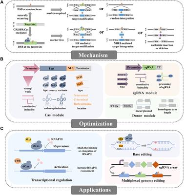 Advances and Opportunities of CRISPR/Cas Technology in Bioengineering Non-conventional Yeasts